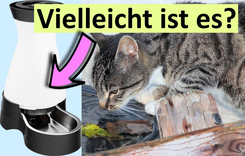 Katzenbrunnen Trinkstation